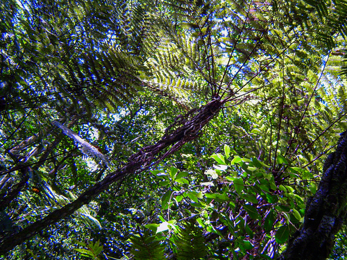 Cyathea manniana image