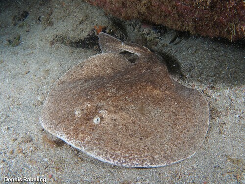 Marbled Torpedo, photo 5 of 8