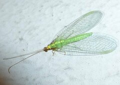 Pseudomallada flavifrons