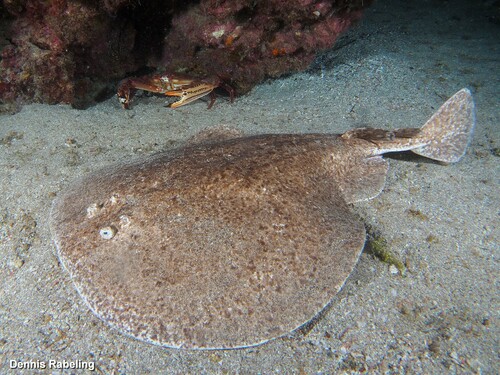 Marbled Torpedo, photo 2 of 8