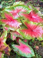 Caladium bicolor