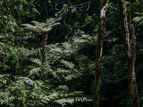 Cyathea image