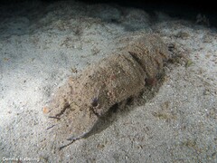 Scyllarides latus