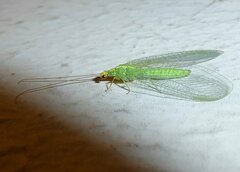 Pseudomallada flavifrons