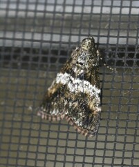 Orthaga atribasalis