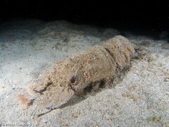 Scyllarides latus