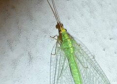 Pseudomallada flavifrons