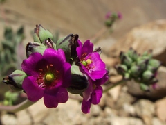 Cistanthe cephalophora