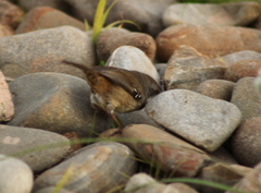 Sericornis frontalis frontalis