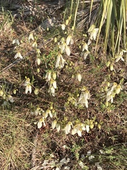 Asimina reticulata