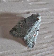 Maliattha concinnimacula