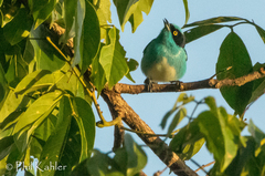Dacnis lineata