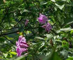 Ipomoea cheirophylla