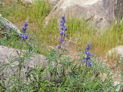 Lupinus sparsiflorus