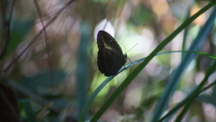 Dasyophthalma