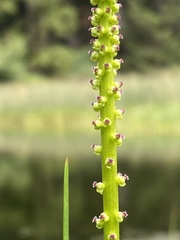 Triglochin maritima