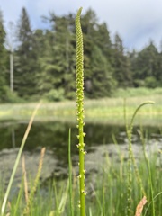 Triglochin maritima