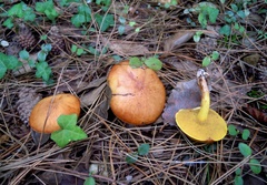 Suillus mediterraneensis