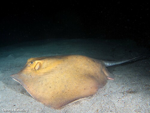 Tortonese's Stingray (Dasyatis tortonesei) · iNaturalist United Kingdom