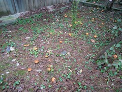 Suillus mediterraneensis