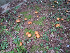 Suillus mediterraneensis