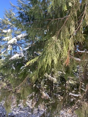 Calocedrus