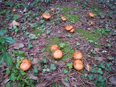 Suillus mediterraneensis