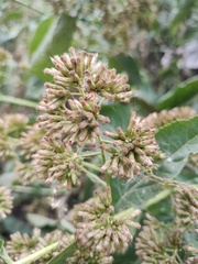 Critonia quadrangularis