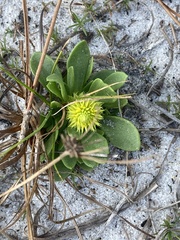 Polygala nana