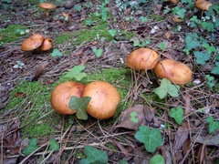 Suillus mediterraneensis