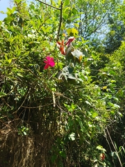 Hibiscus uncinellus