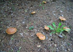 Suillus mediterraneensis