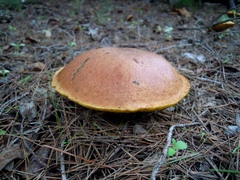 Suillus mediterraneensis