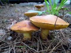Suillus mediterraneensis