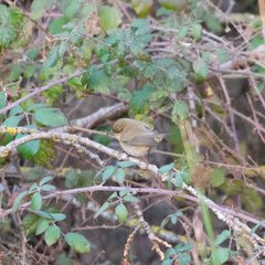 Phylloscopus collybita