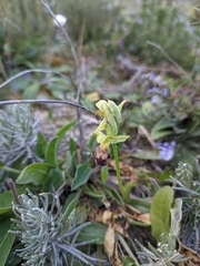 Ophrys fusca