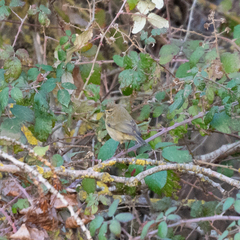 Phylloscopus collybita