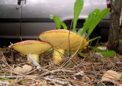 Suillus mediterraneensis