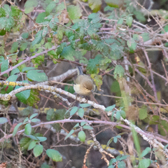 Phylloscopus collybita