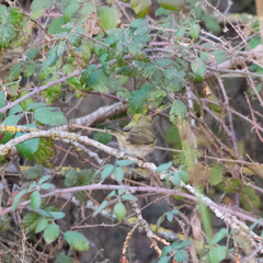 Phylloscopus collybita