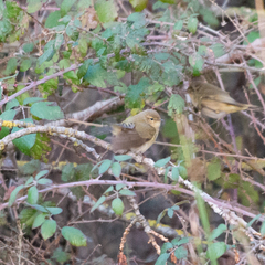 Phylloscopus collybita