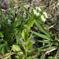 Valerianella radiata