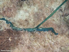 Bonellia viridis