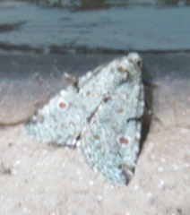 Maliattha concinnimacula