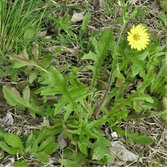 Pyrrhopappus pauciflorus
