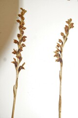Goodyera repens