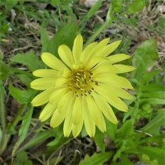 Pyrrhopappus pauciflorus