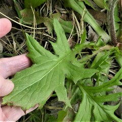 Pyrrhopappus pauciflorus