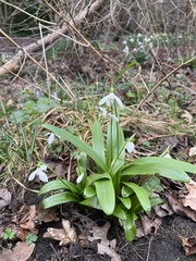 Galanthus woronowii
