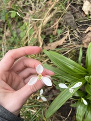 Galanthus woronowii